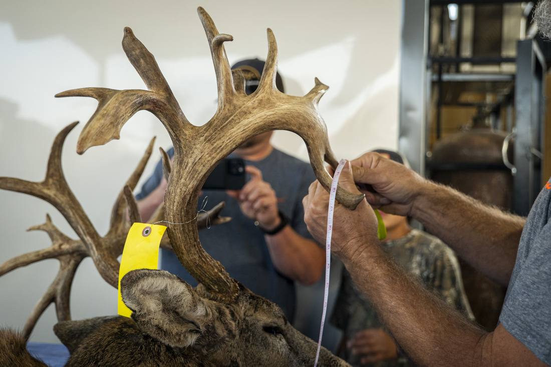 Measuring the antlers of a big whitetail buck