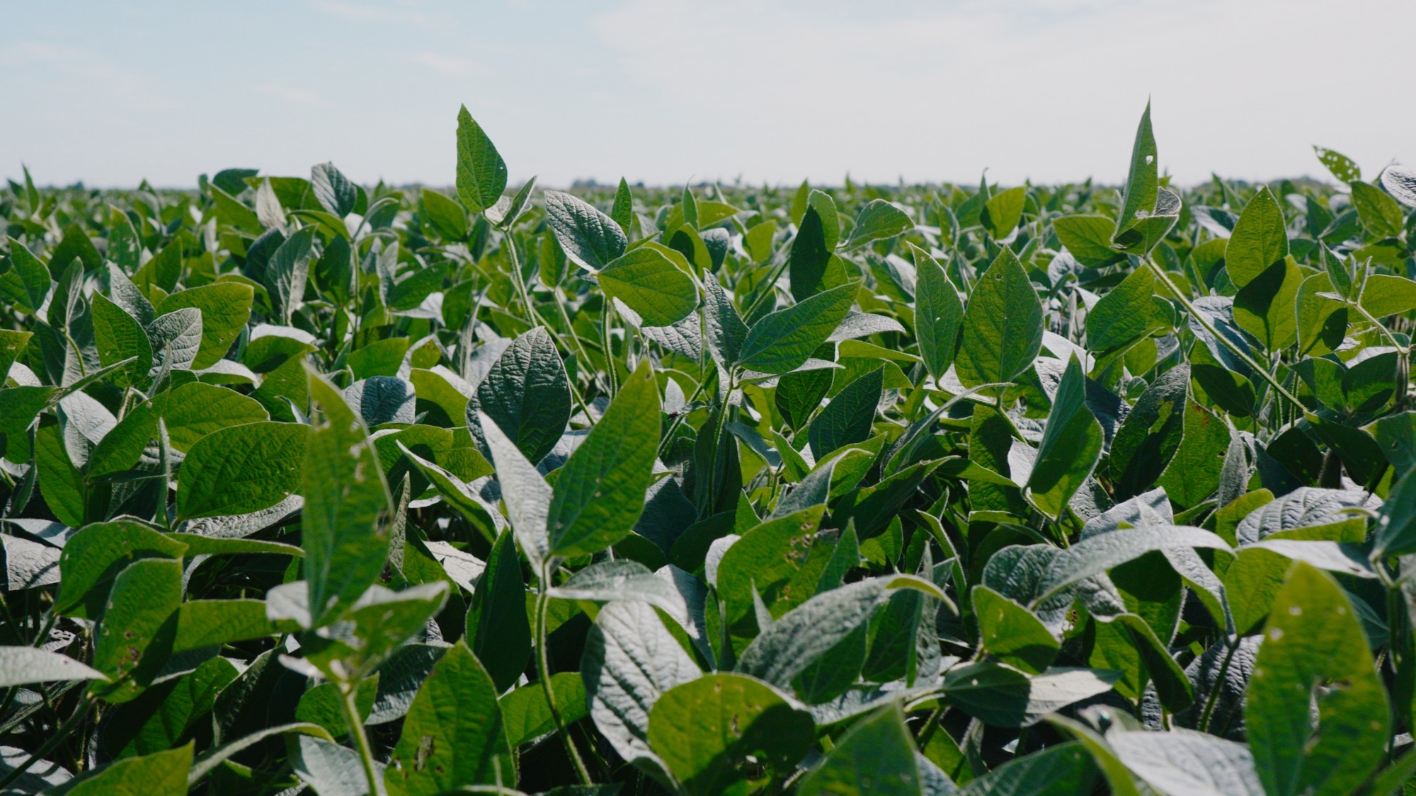Soybean yield estimates depend on pod and seed counts per plant, with farmers considering factors like weather and plant spacing. They're not as accurate as corn estimates.